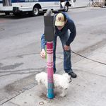 Dogs love this public art installation
